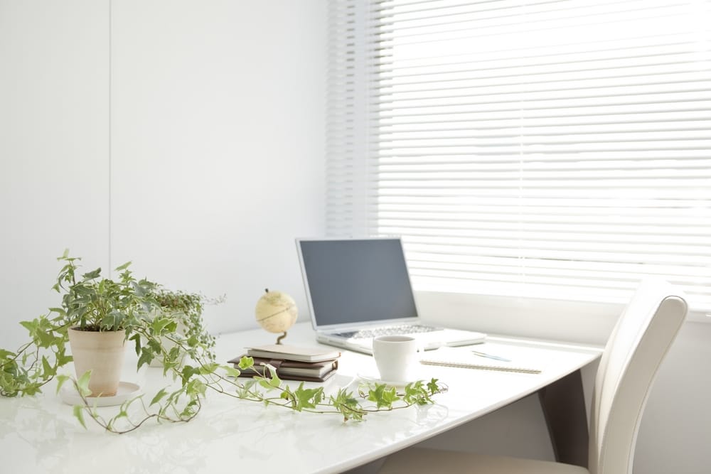 5 piante da ufficio per migliorare l'ambiente di lavoro – SmeraldaProperties