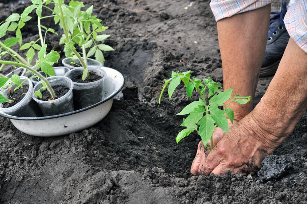 Preparazione di un semenzaio - come fare l'orto 