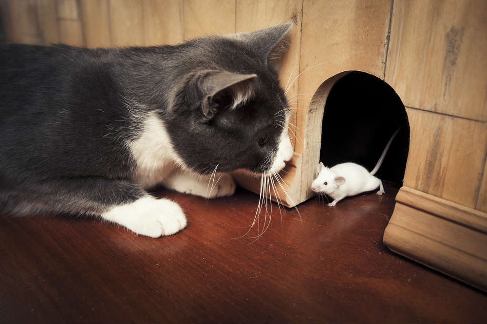 Cosa odiano i topi? Scoprilo con i nostri consigli