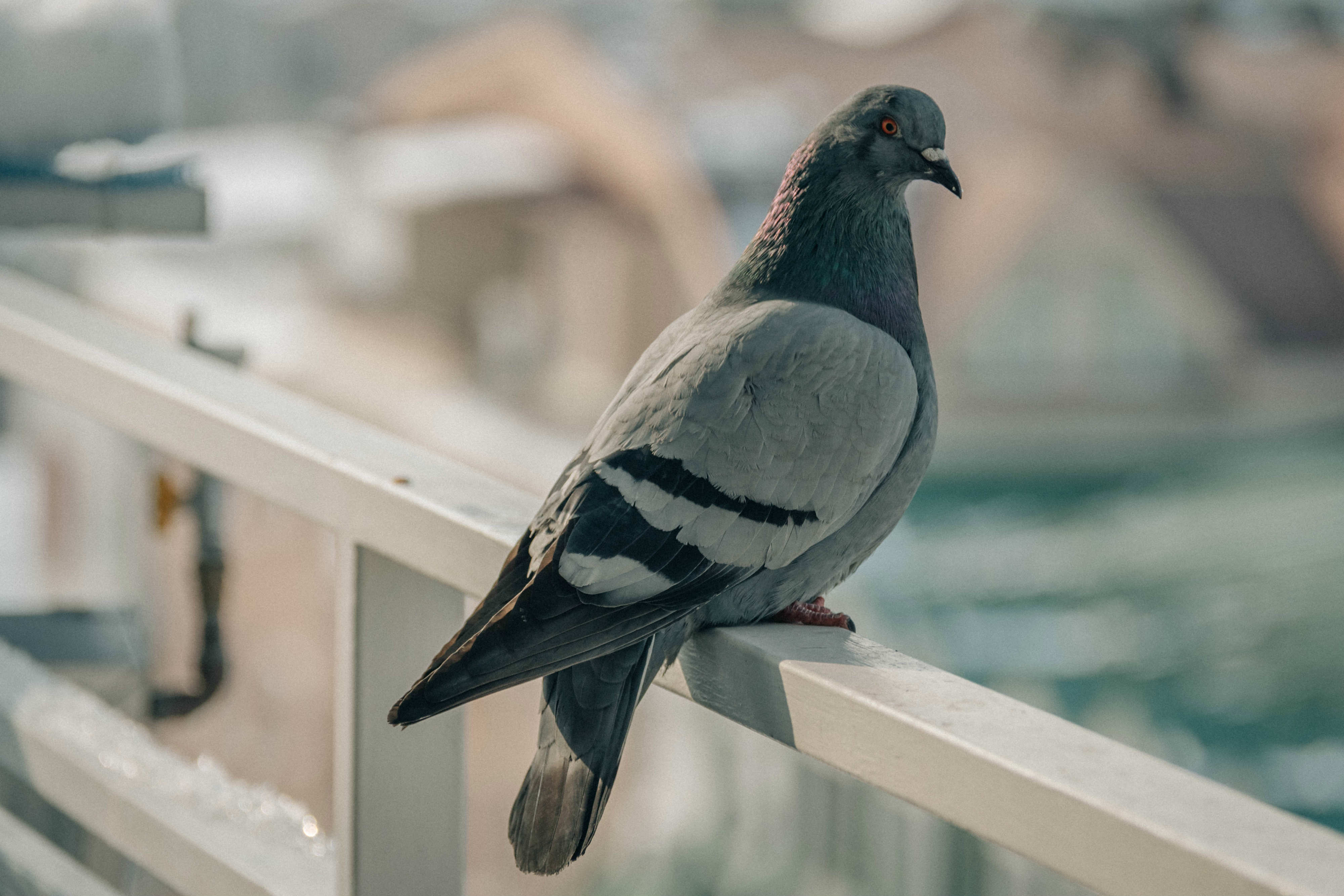 Come allontanare i piccioni dal balcone con rimedi naturali
