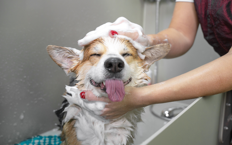 La donna pulisce il suo cane con un asciugamano dopo il bagno