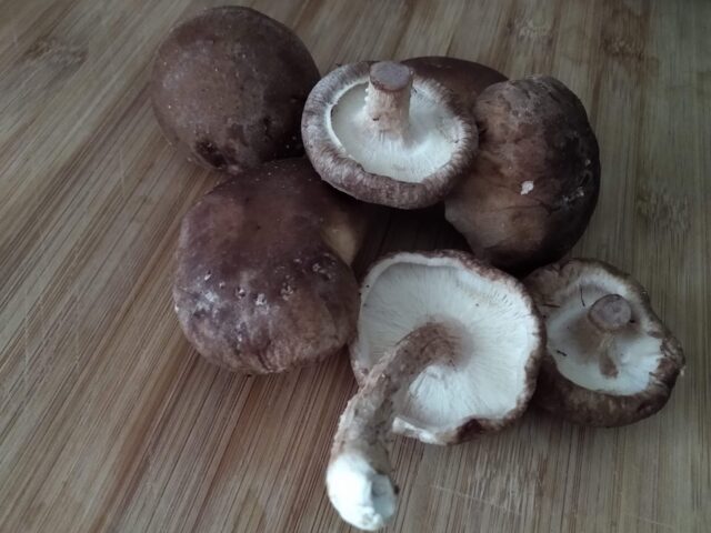 funghi shiitake 1