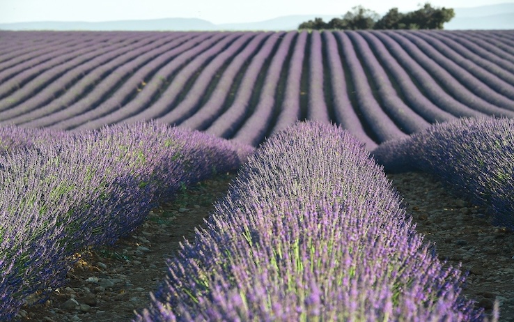 Fusi di lavanda