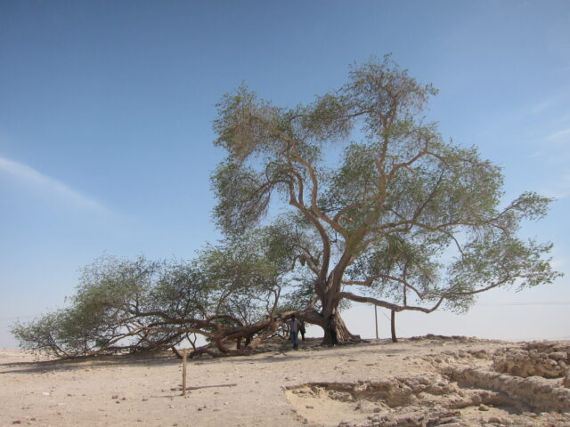 Tree_of_Life,_Bahrain