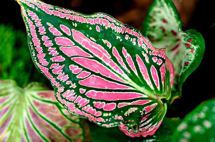 caladium-