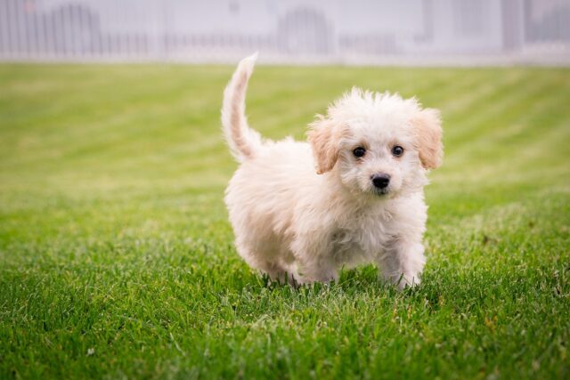 Come scegliere la pensione per il cane