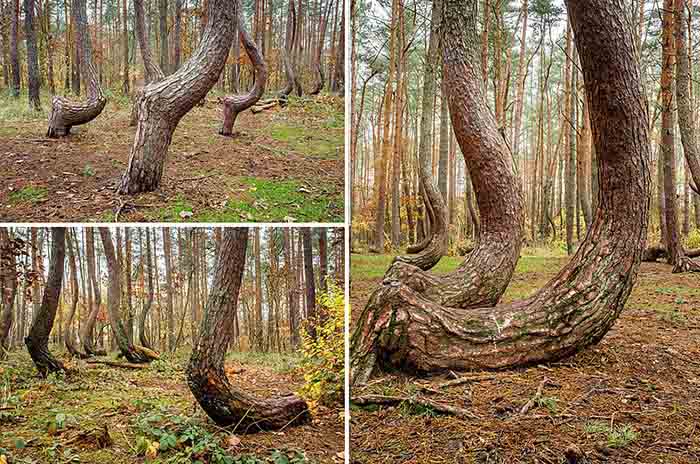 foresta del diavolo