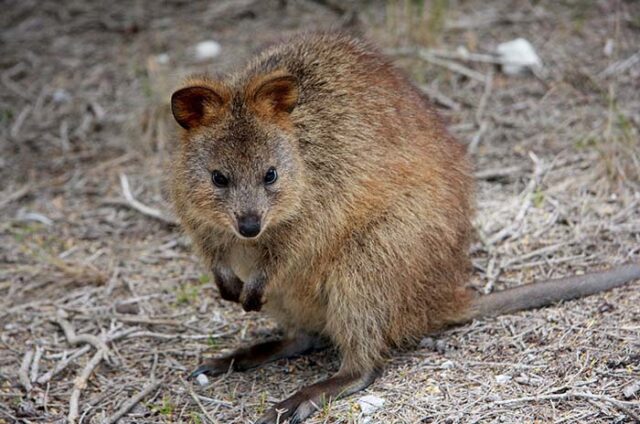 quokka-