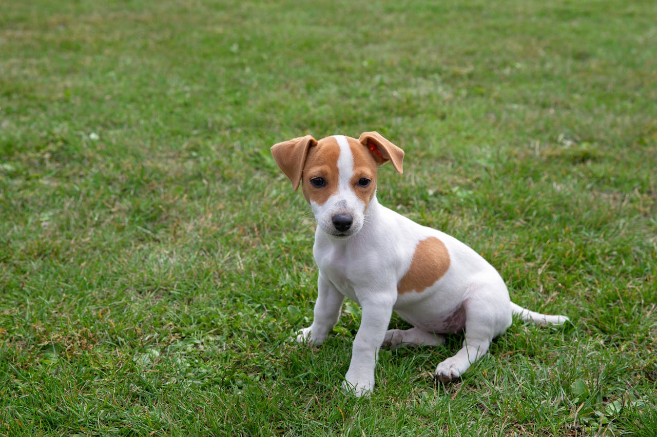 Cosa fare quando arriva un cucciolo a casa