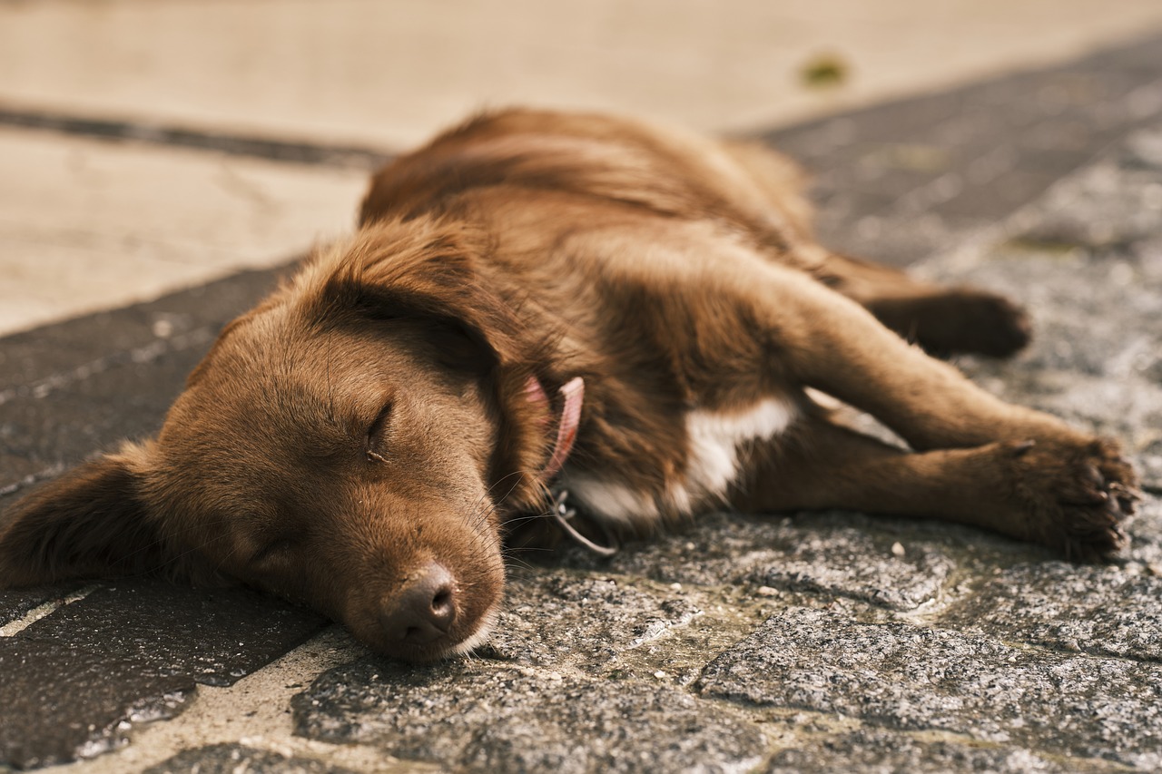 Che fare con il cane anziano