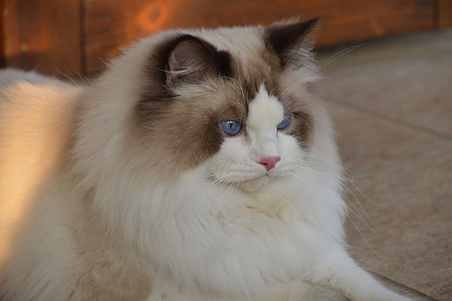 Ragdoll