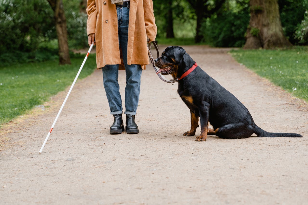 Cani da assistenza cosa fanno, razze e come ottenerli