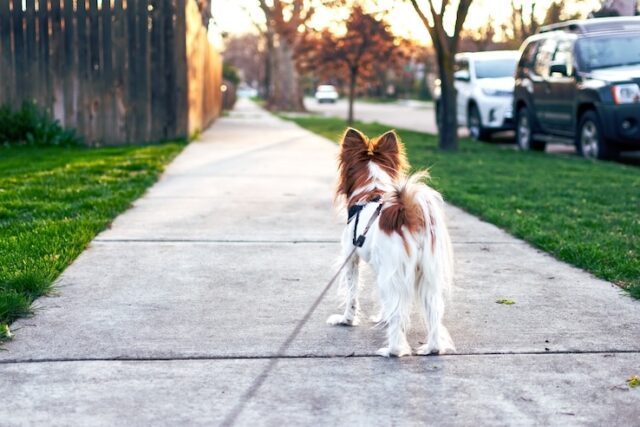 Come portare il cane a passeggio