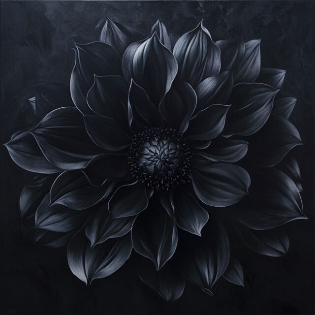 fiore nero: black dalia