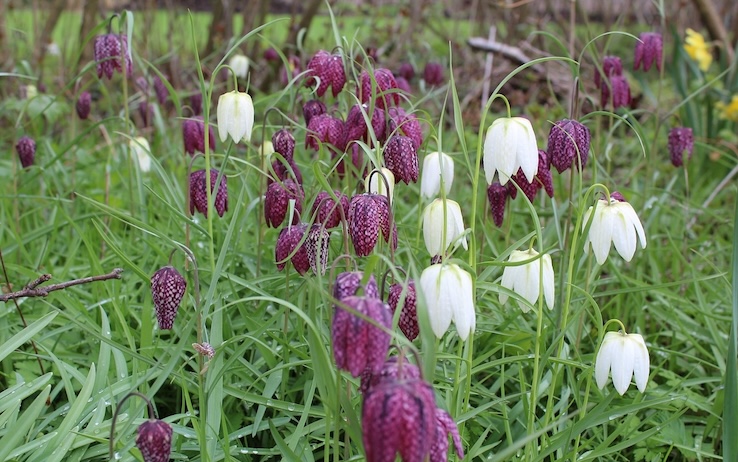 fritillaria