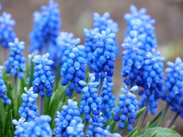 Come si coltiva il Muscari