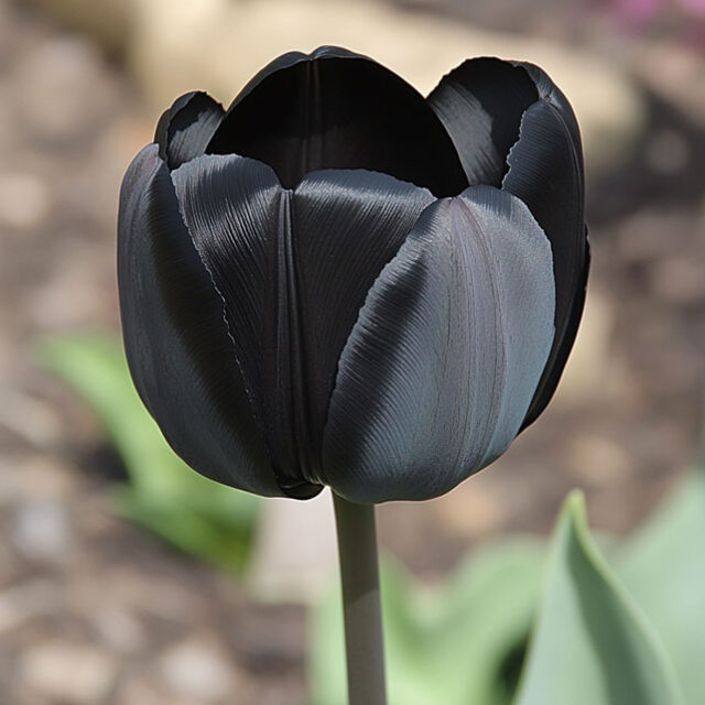 tulipano nero