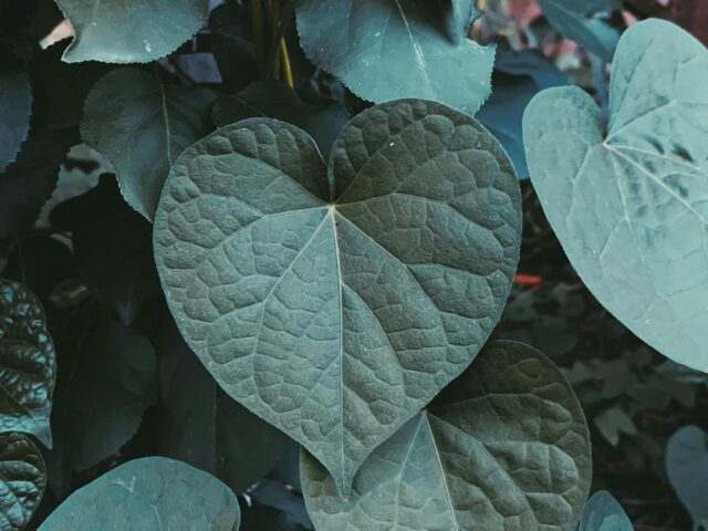 aristolochia 1