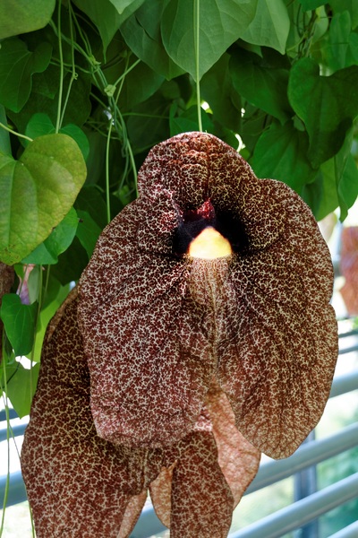 aristolochia 2