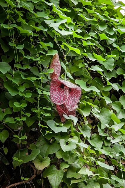 aristolochia