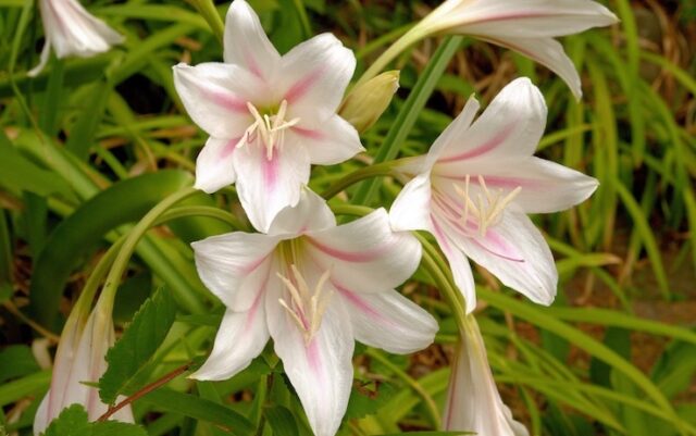 Come si coltiva il Crinum