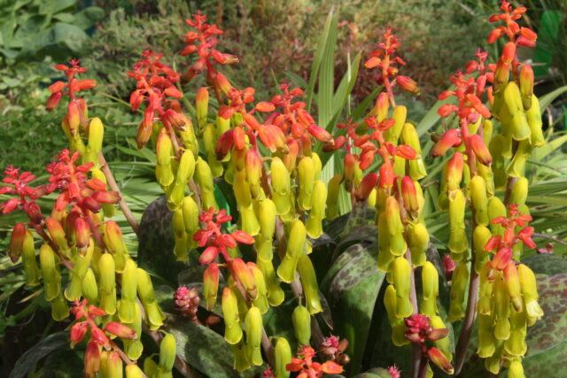 Come si coltiva la lachenalia