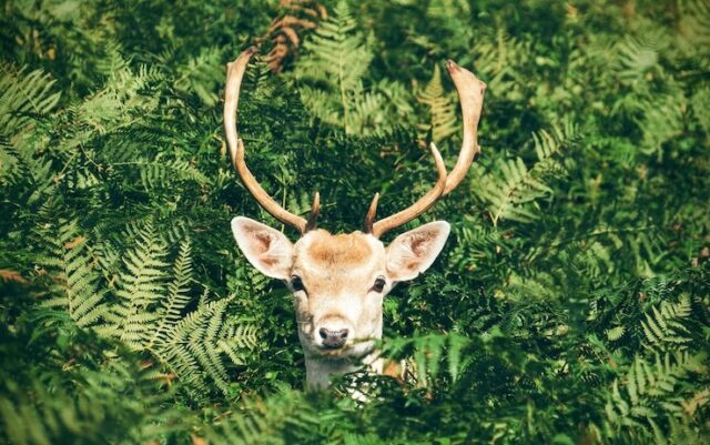 Come le renne proteggono l'ambiente